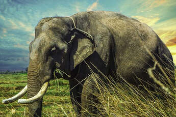 6 animaux emblématiques du Cambodge
