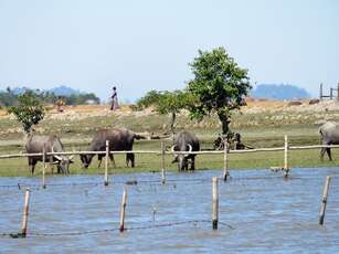 Birmanie : De Mrauk U à Sittwe