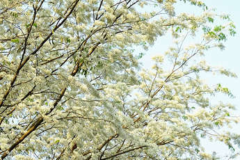 Voyager au Vietnam durant le printemps