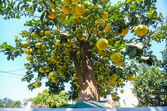 Bonsaï pomelo "exceptionnel" de 200 ans à Hung Yen