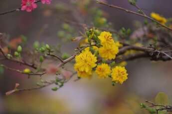 L'importance des fleurs Têt au Vietnam