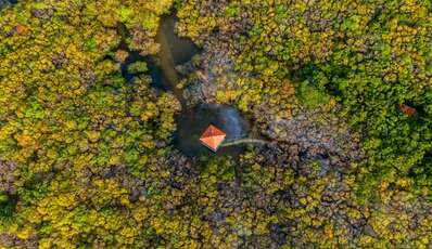 La forêt de mangrove de Ru Cha, la muse magique de Hue