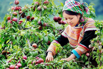 Son La Vietnam, guide de voyage