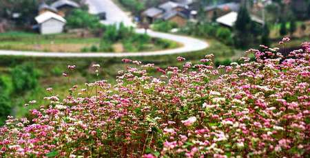 6 plats typiques d’Ha Giang à tester lorsque le sarrasin est en fleur