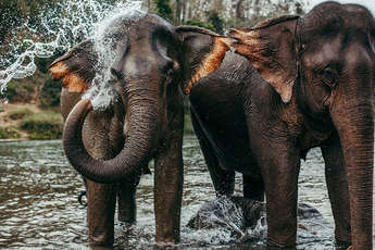 Rencontre avec les éléphants à Luang Prabang