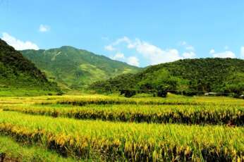 Tú Lê :  une immersion authentique dans les rizières du Vietnam