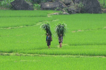 Le village Kho Muong, un écrin de nature paisible de Pu Luong