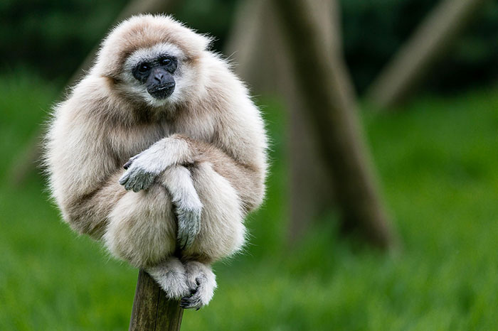 Les 7 animaux emblématiques du Vietnam