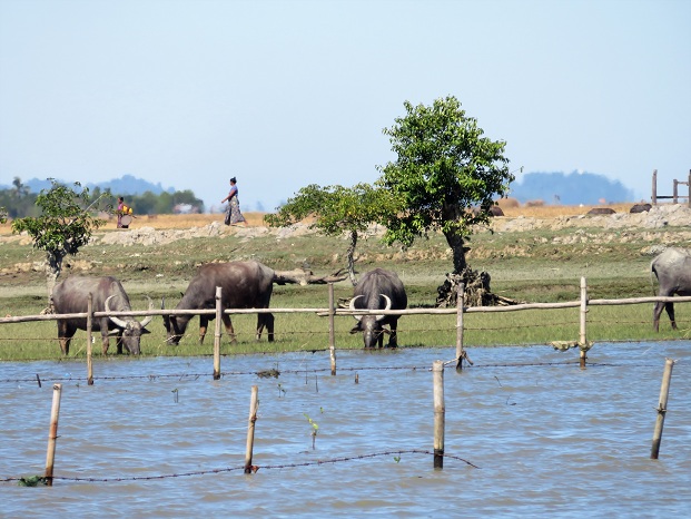 Birmanie : De Mrauk U à Sittwe