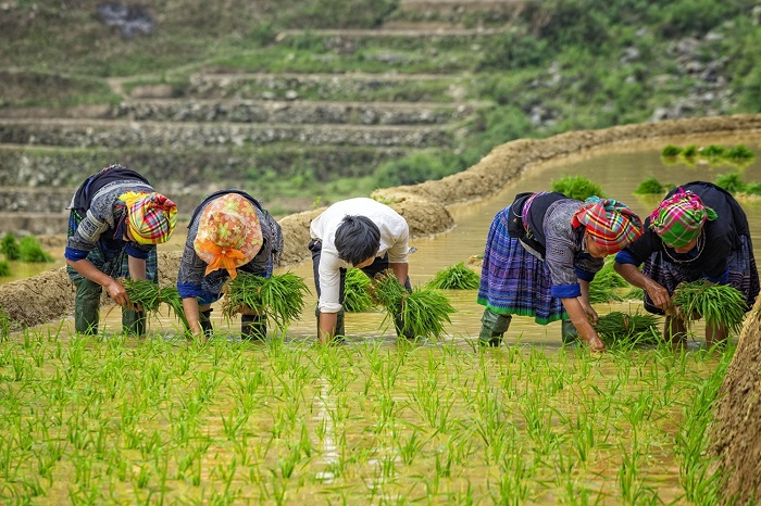 Guide de voyage Vietnam 2024 -2025| Tout ce qu’il faut savoir