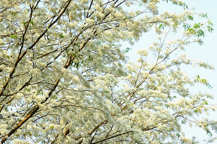 Voyager au Vietnam durant le printemps