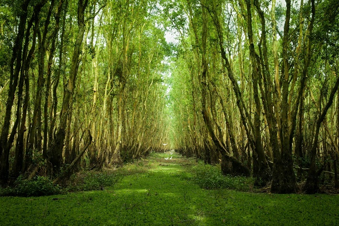 Les 5 plus belles forêts des cajeputiers du delta du Mékong