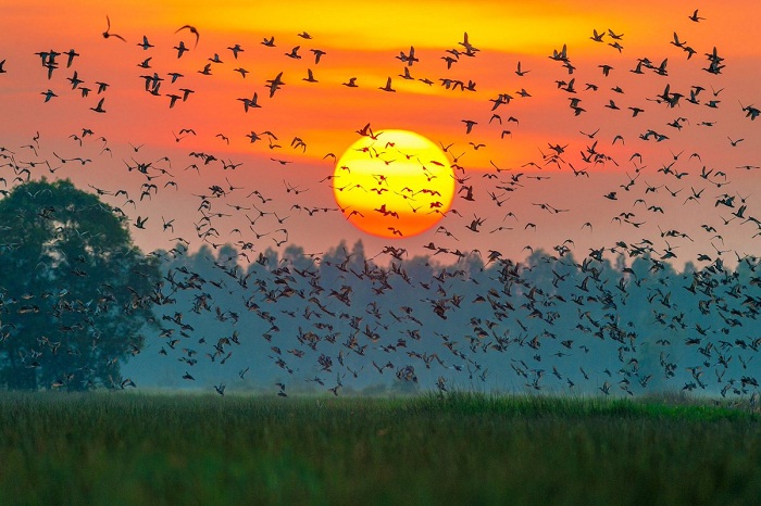 Le parc national de Tram Chim, une des perles vertes du delta du Mékong
