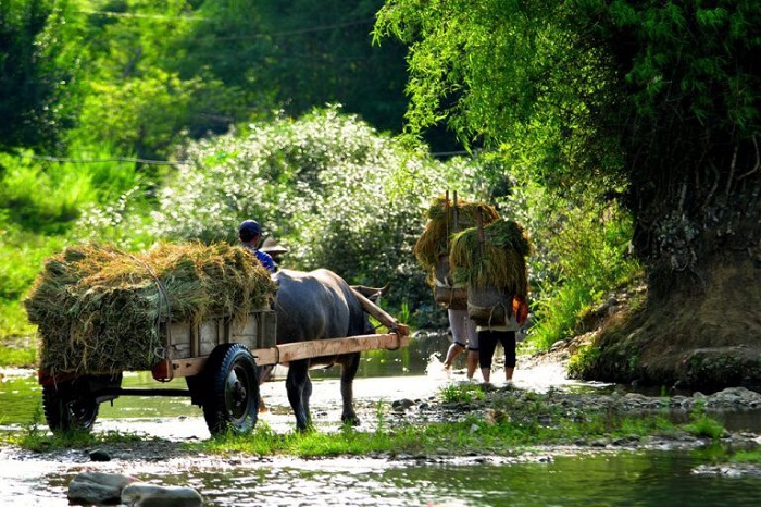 Pu Luong, le charme tranquille d'une réserve naturelle 