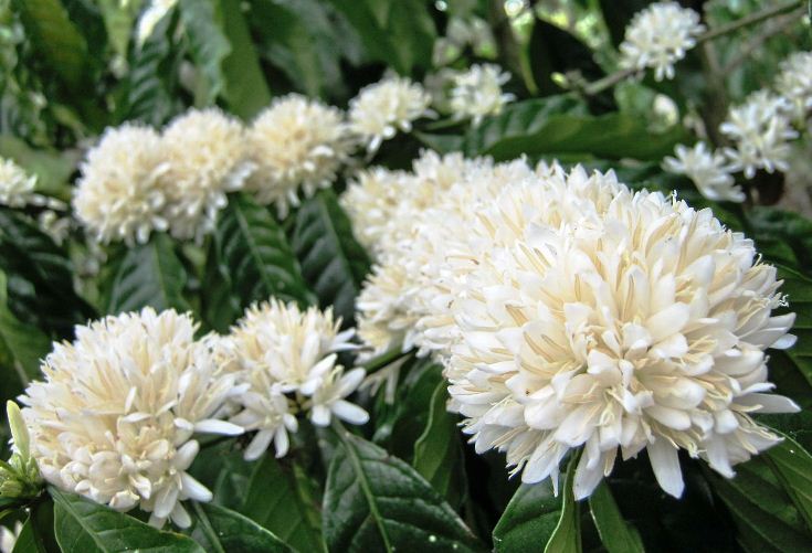 La saison des fleurs de café aux yeux des habitants des Hauts plateaux du Centre