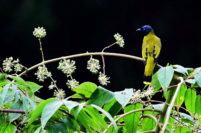 Top 11 réserves mondiales de la biosphère au Vietnam