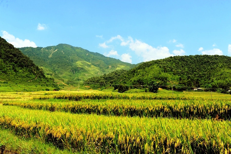 Tú Lê :  une immersion authentique dans les rizières du Vietnam