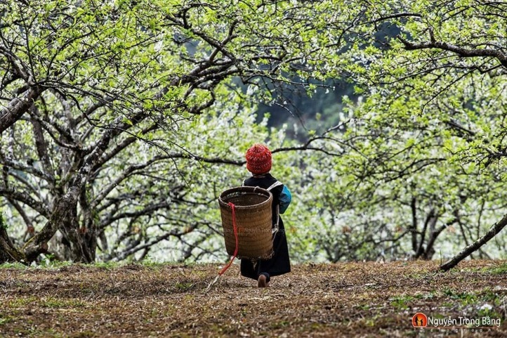 Vallée de prune Na Ka-Moc Chau, au printemps