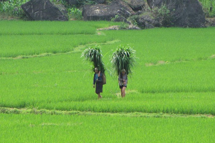 Le village Kho Muong, un écrin de nature paisible de Pu Luong