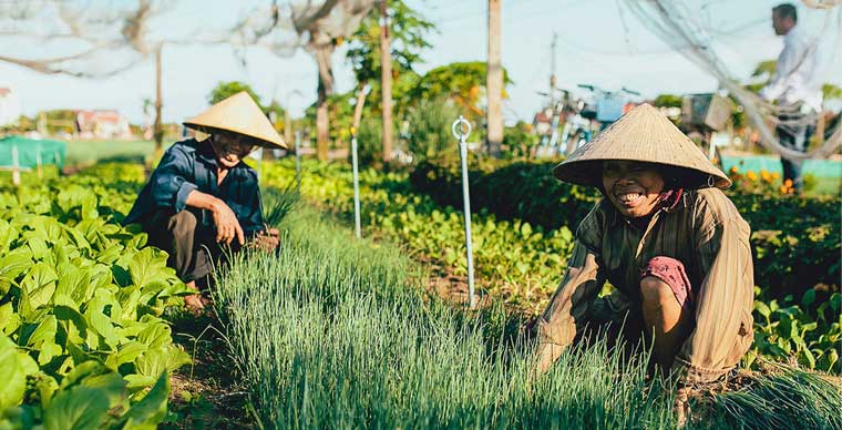 Le village de maraîchage Tra Que, destination de choix à Hoi An