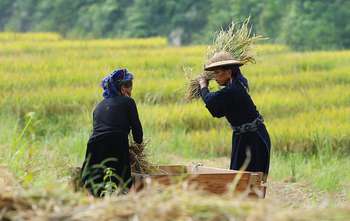 Lao Cai - Sapa - Randonnée aux environs 