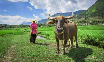 Mu Cang Chai - Nghia Lo