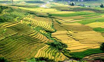 Nghia Lo – Mu Cang Chai – journée des rizières en terrasse magnifique