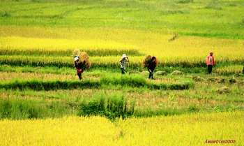 Mu Cang Chai – Sapa