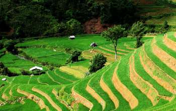 Tu Le – La Pan Tan – Mu Cang Chai