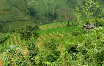 Phin Ho - Nam Pung